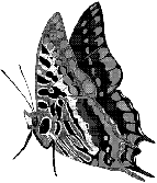 Drawing: Butterfly